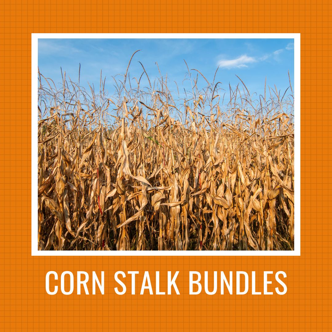 Corn Stalk Bundles