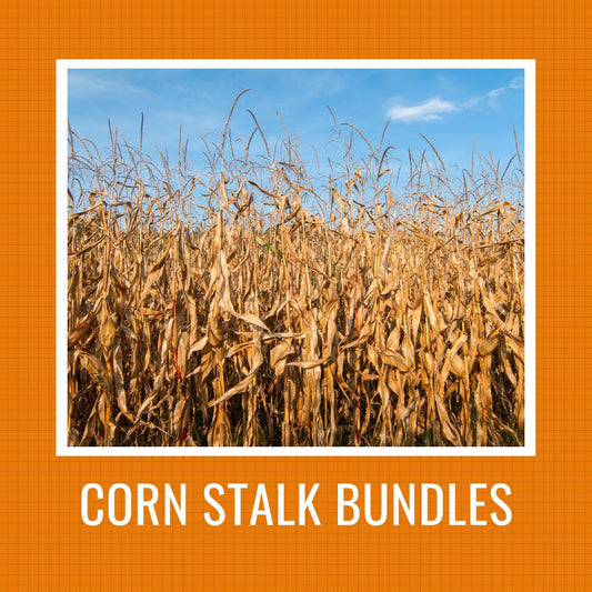 Corn Stalk Bundles