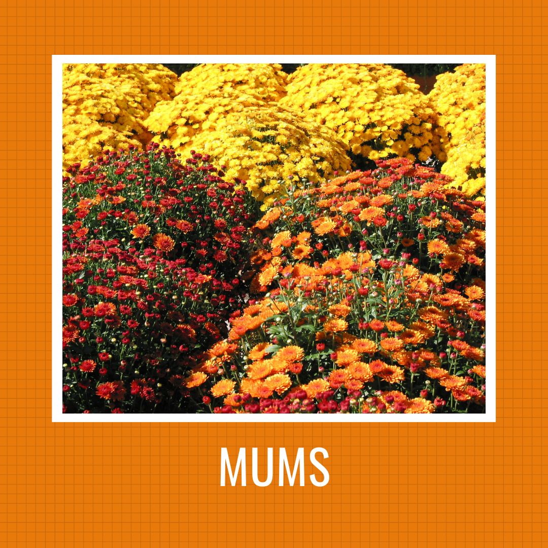Mums